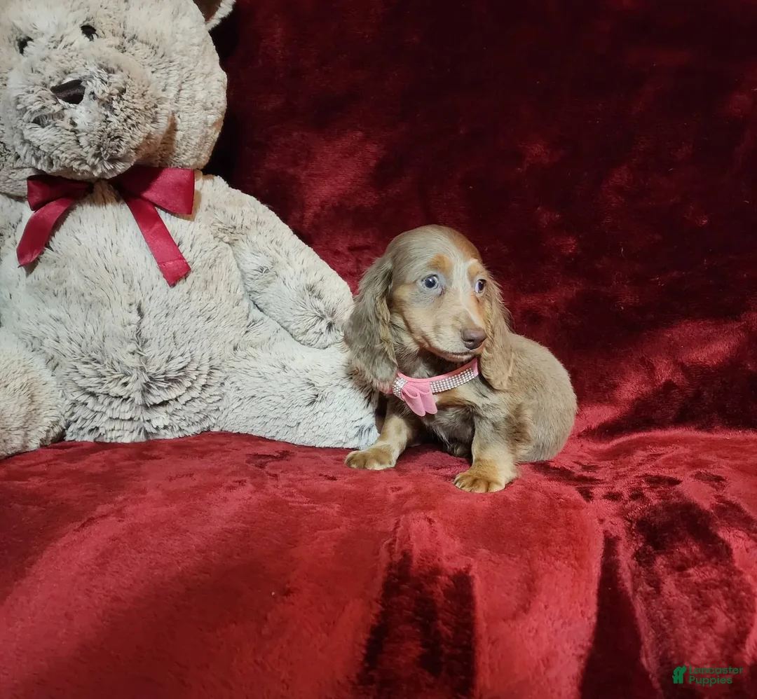 Miniature Dachshund dogs for sale: LATTE - Image 7