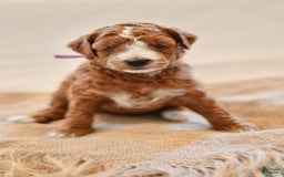 Goldendoodle dogs for sale: Canyon - Image 4