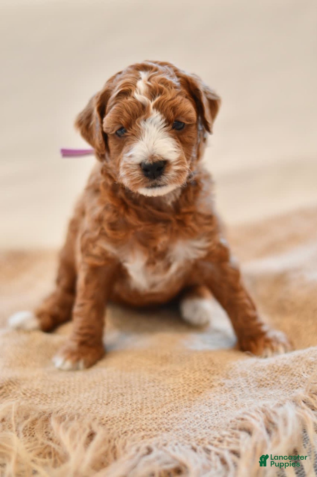 Goldendoodle dogs for sale: Canyon - Image 4