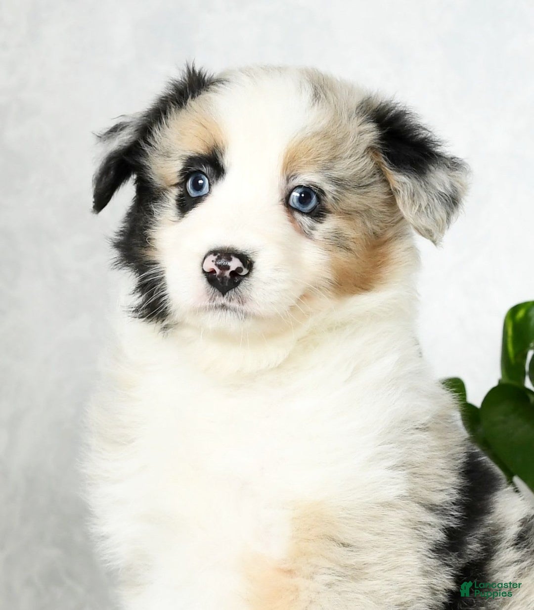 Australian Shepherd dogs for sale: Barley - Image 9