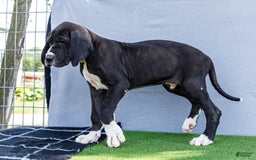 Great Dane dogs for sale: Trever - Image 21