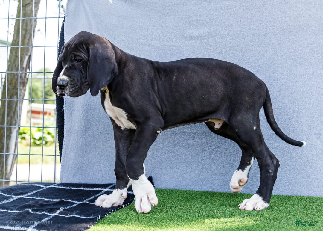 Great Dane dogs for sale: Trever - Image 21