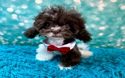 Shihpoo dogs for sale: Lil Alfie - Image 7