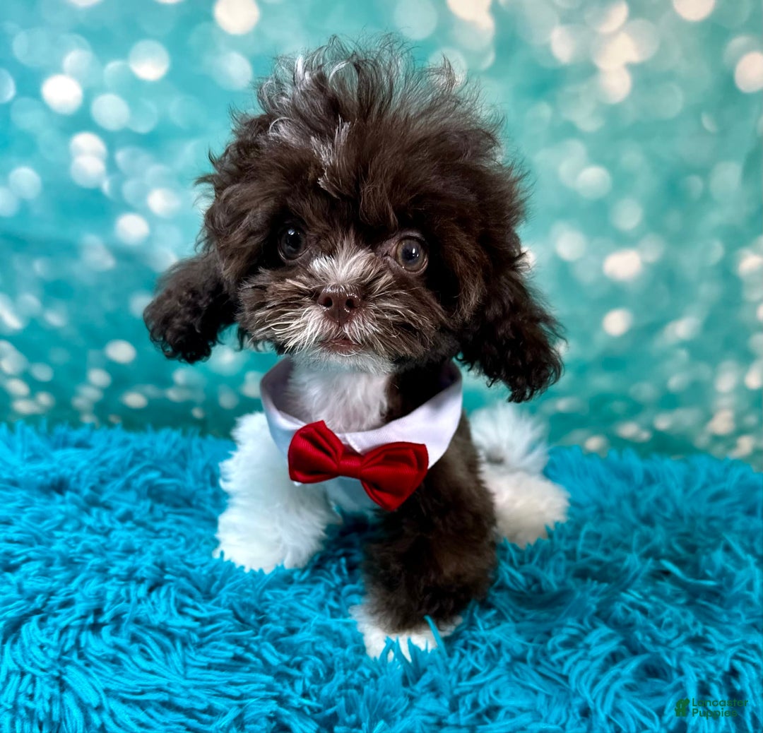 Shihpoo dogs for sale: Lil Alfie - Image 7