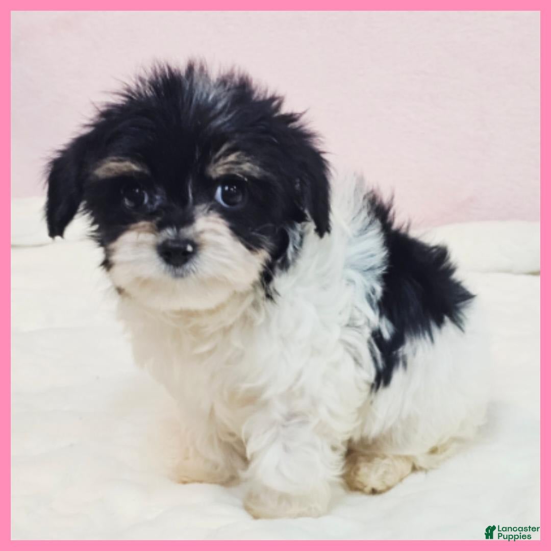 Morkie dogs for sale: Ivan 1 - Image 1