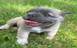 French Bulldog dogs for sale: CHEWIE - Image 3