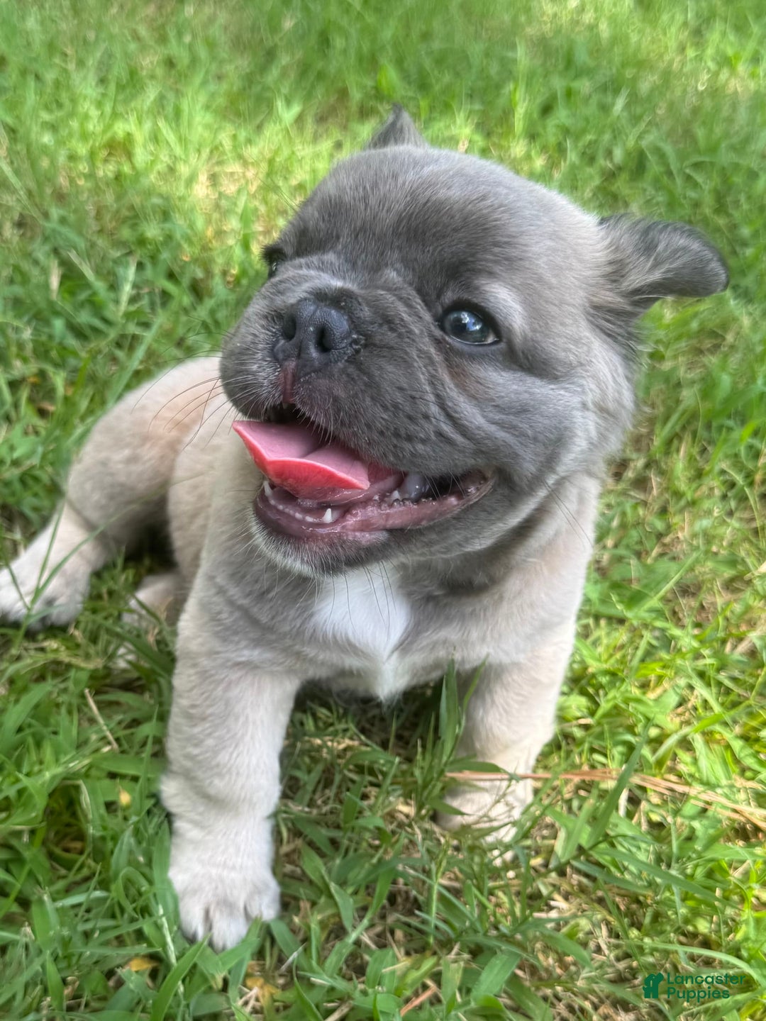 French Bulldog dogs for sale: CHEWIE - Image 3