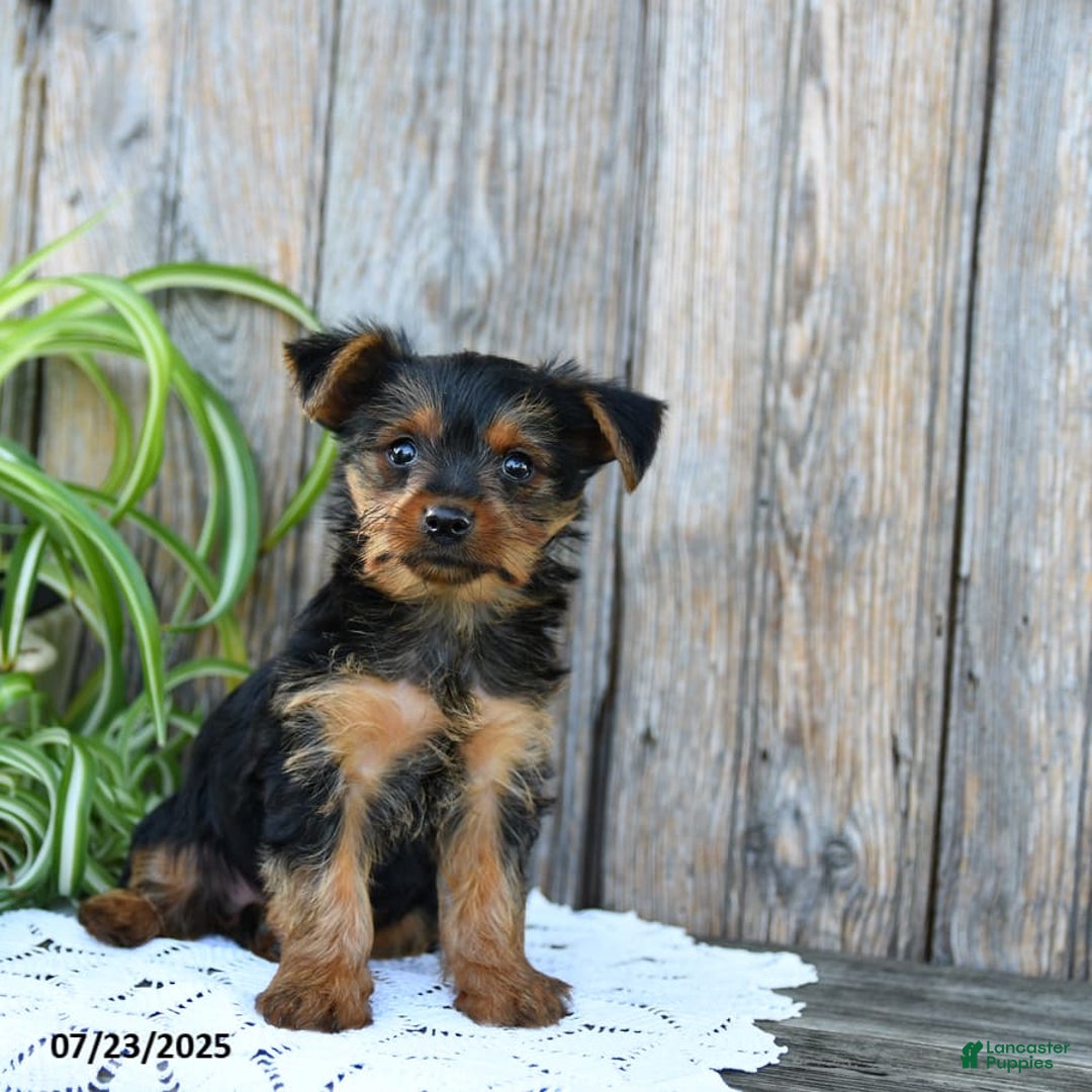 Yorkshire Terrier dogs for sale: Lucas - Image 2
