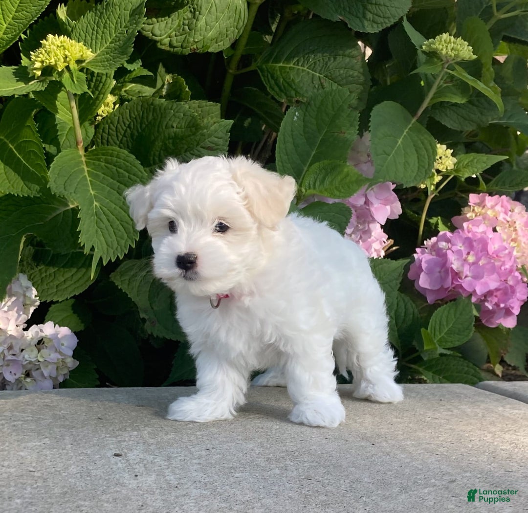 Coton De Tulear dogs for sale: Pearl - Image 7