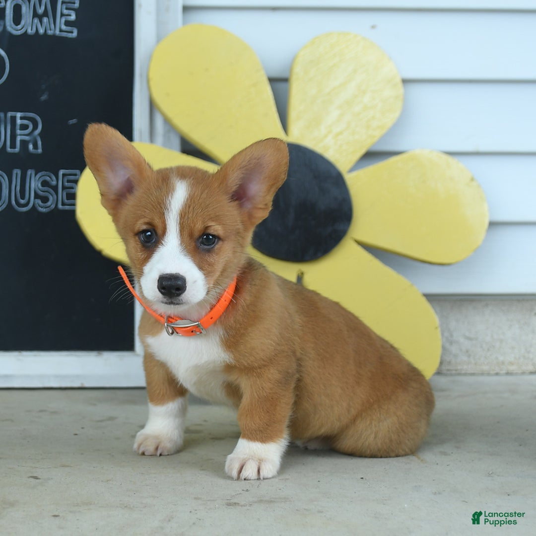 Welsh Corgi Pembroke dogs for sale: Mocha - Image 5