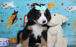 Bernese Mountain Dog dogs for sale: Pebbles - Image 40