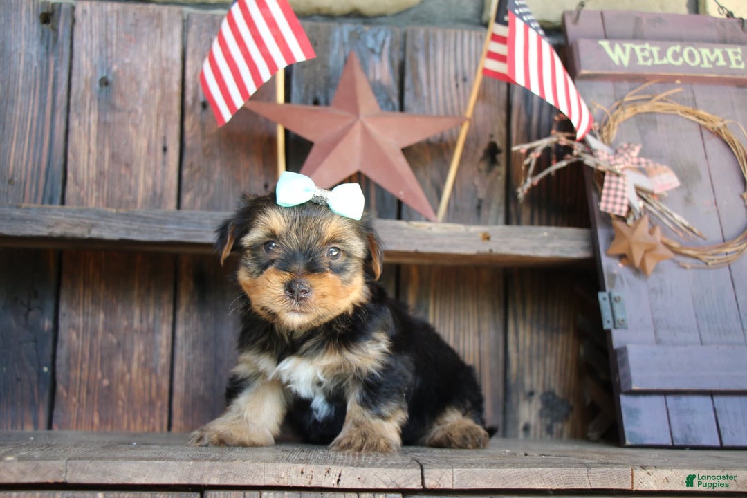 Yorkshire Terrier dogs for sale: Drew - Image 2