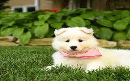 Samoyed dogs for sale: Lilah - Image 3
