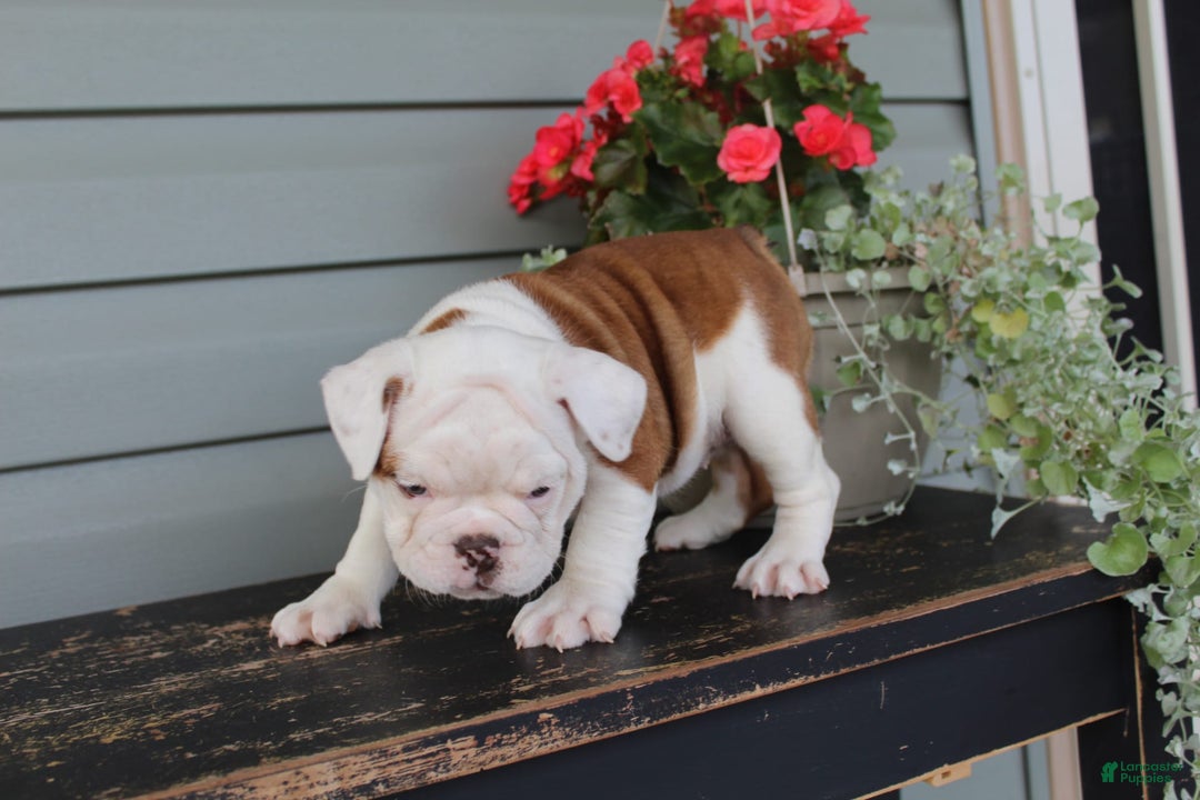 English Bulldog dogs for sale: Ruffles - Image 8