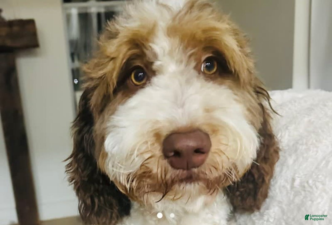 Bernedoodle dogs for sale: Ryder - Image 13