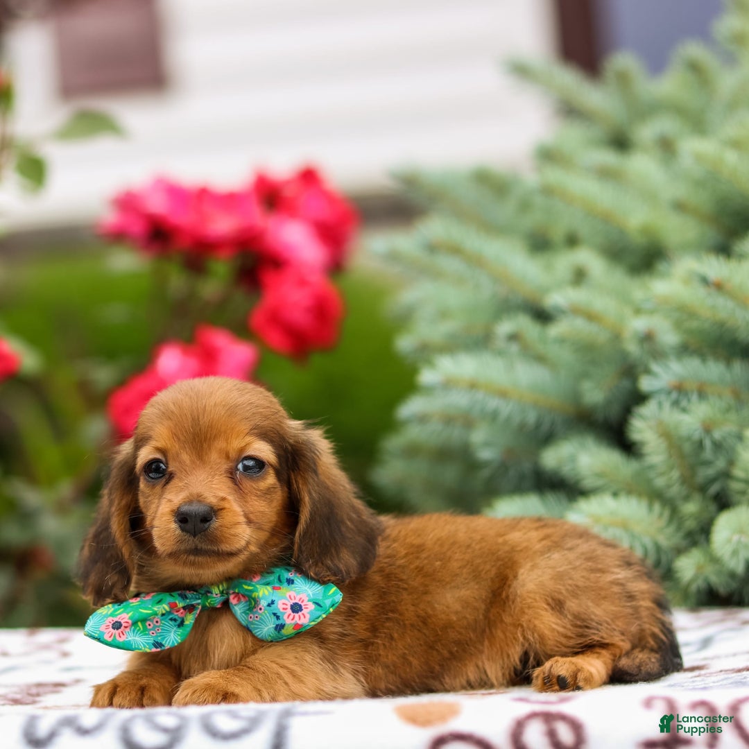 Miniature Dachshund dogs for sale: Queenie - Image 4