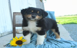 Australian Shepherd dogs for sale: Australian Shepherd 9 puppies - Image 25