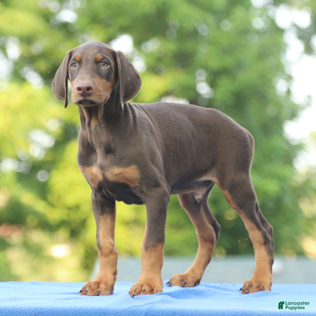 Doberman Pinscher dogs for sale: Rebel - Image 6
