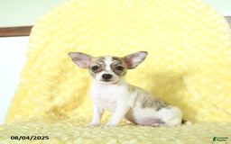 Chihuahua dogs for sale: Oreo - Image 4