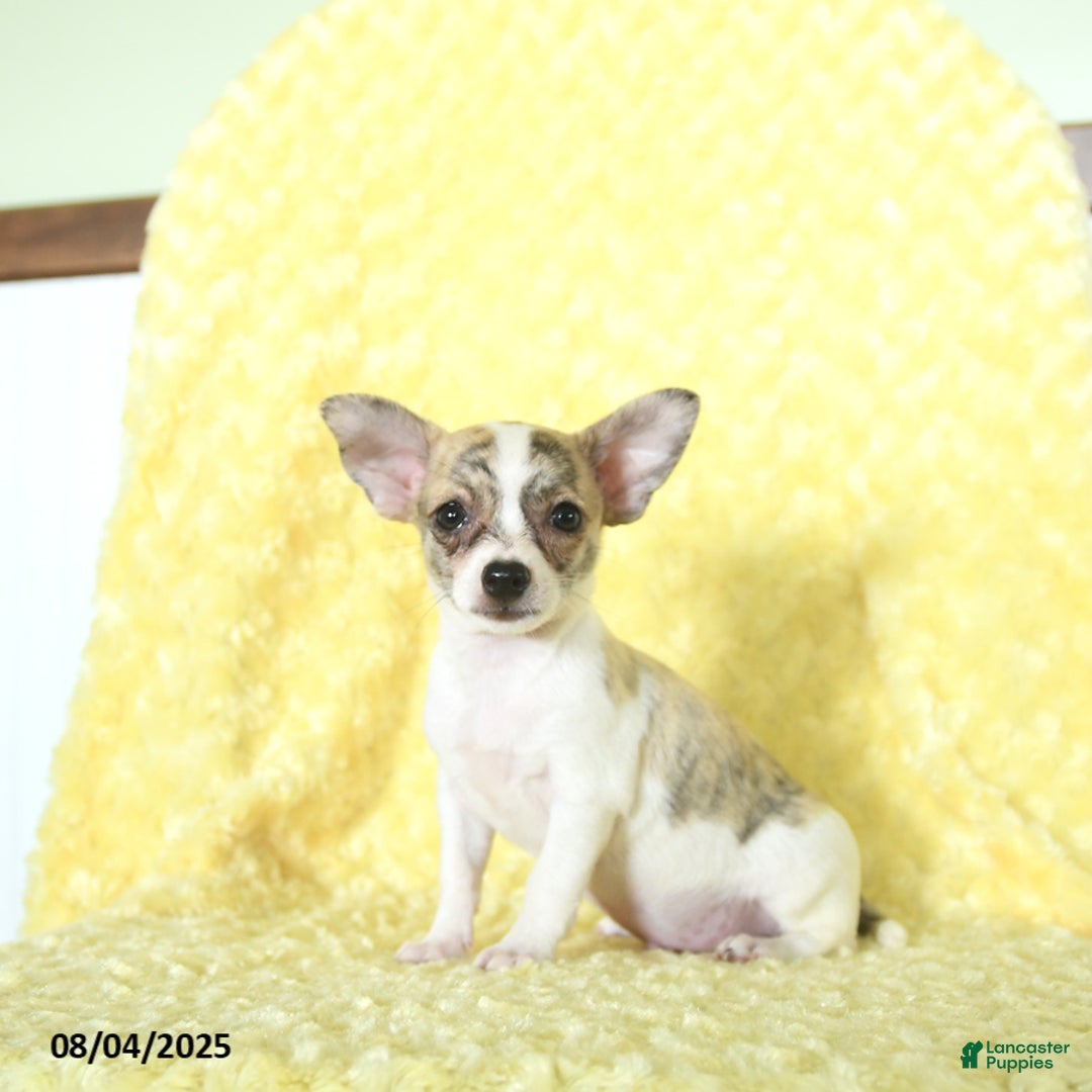 Chihuahua dogs for sale: Oreo - Image 4