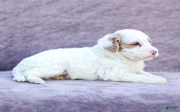 Goldendoodle dogs for sale: Odette - Image 7