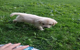 Golden Retriever dogs for sale: Poppy - Image 13