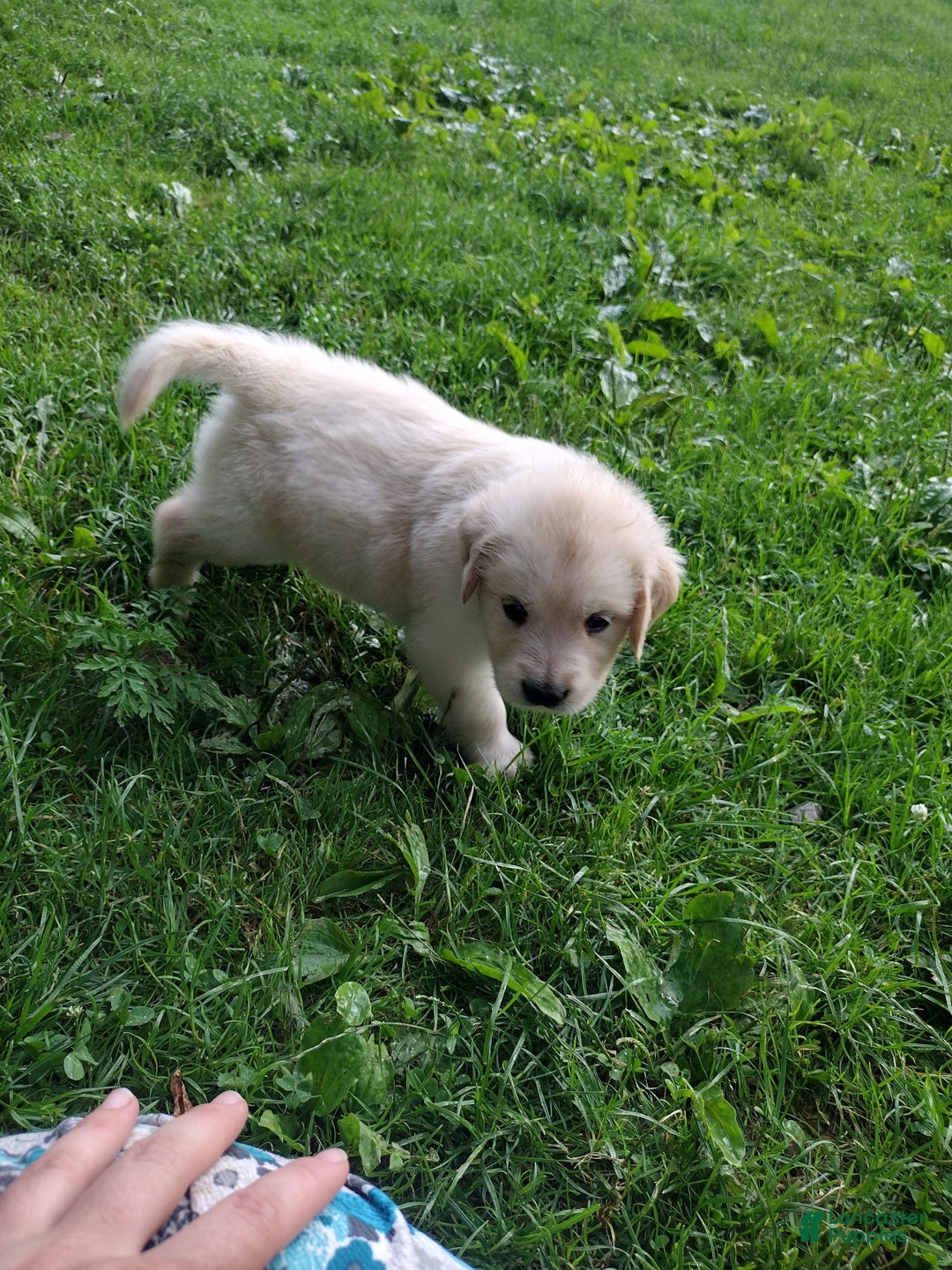 Golden Retriever dogs for sale: Poppy - Image 13