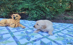 Golden Retriever dogs for sale: JOEY - Image 6