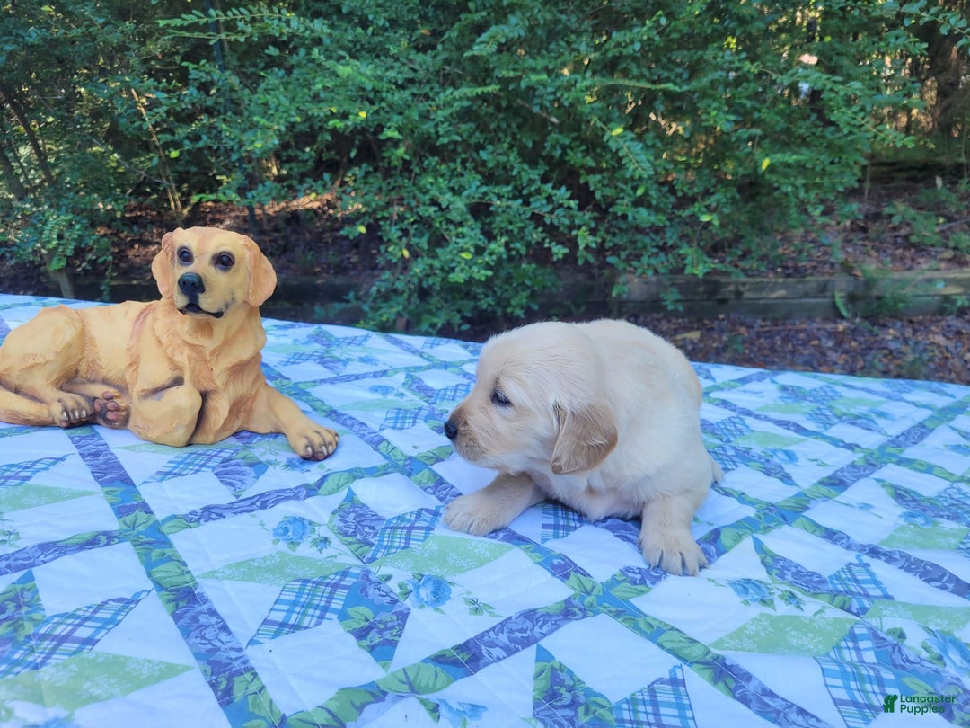 Golden Retriever dogs for sale: JOEY - Image 6