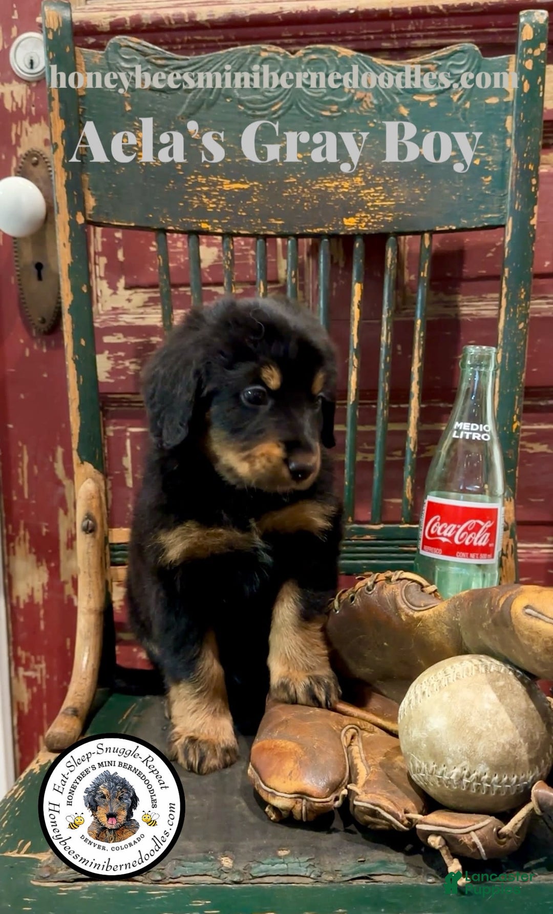 Mini Bernedoodle dogs for sale: Aelas Gray Boy - Image 12
