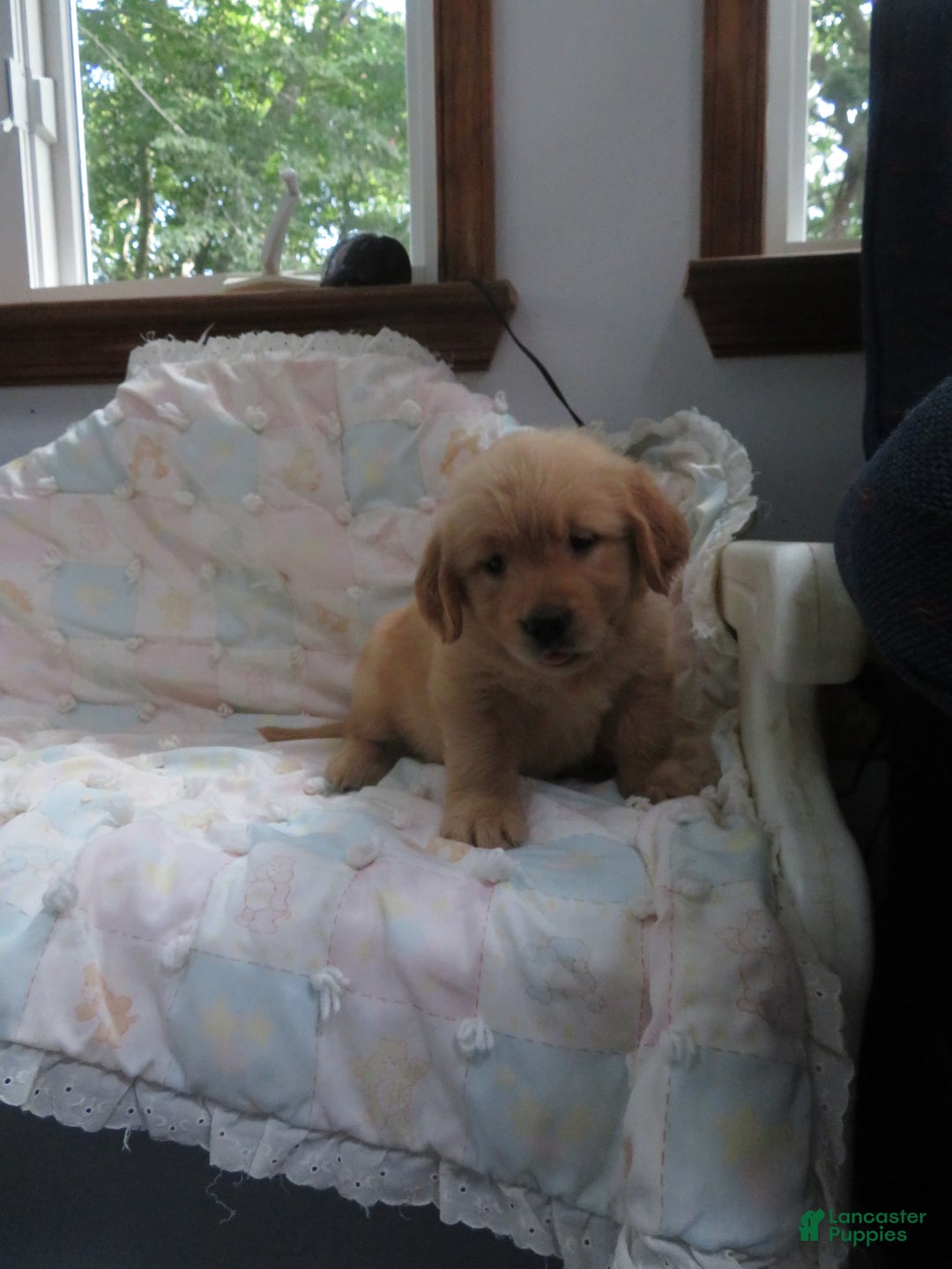 Golden Retriever dogs for sale: Twinkie - Image 16