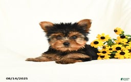 Yorkshire Terrier dogs for sale: Willow - Image 1