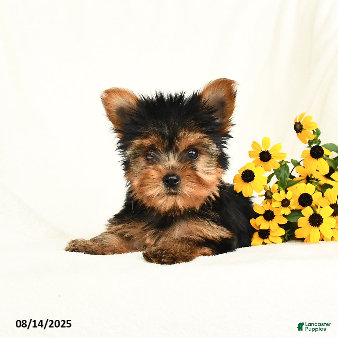 Yorkshire Terrier dogs for sale: Willow - Image 1