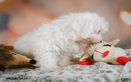 Bichon Frise dogs for sale: Bendict - Image 10