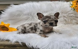 French Bulldog dogs for sale: Midget - Image 9
