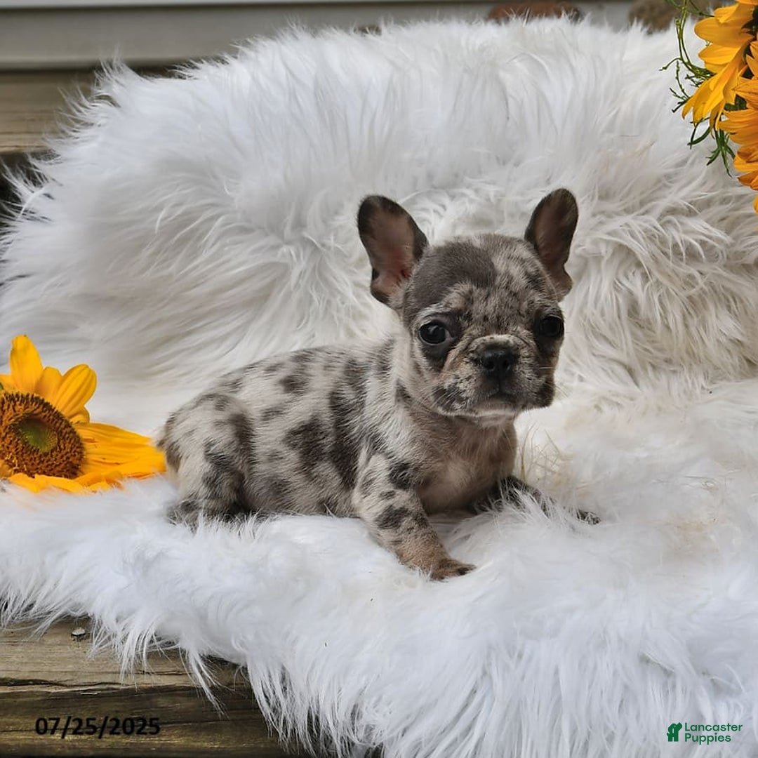 French Bulldog dogs for sale: Midget - Image 9
