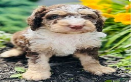 Bernedoodle dogs for sale: Coco - Image 1