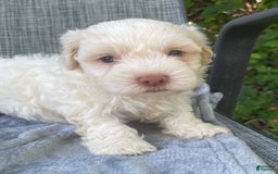 Coton De Tulear dogs for sale: Brad - Image 1