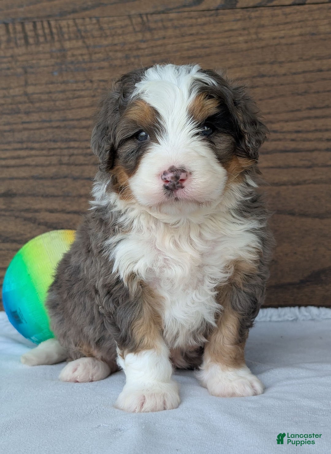 Mini Bernedoodle dogs for sale: Louie - Image 21