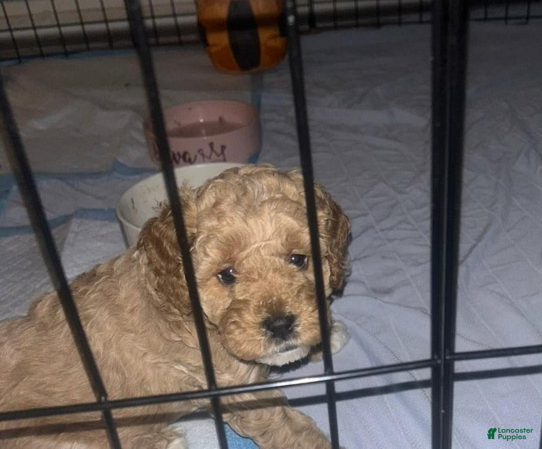 Cavapoo dogs for sale: Max - Image 3