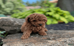 Mini Goldendoodle dogs for sale: Luna - Image 5