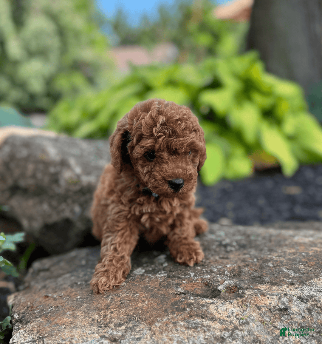 Mini Goldendoodle dogs for sale: Luna - Image 5