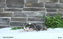 Olde English Bulldogge dogs for sale: Charles - Image 1