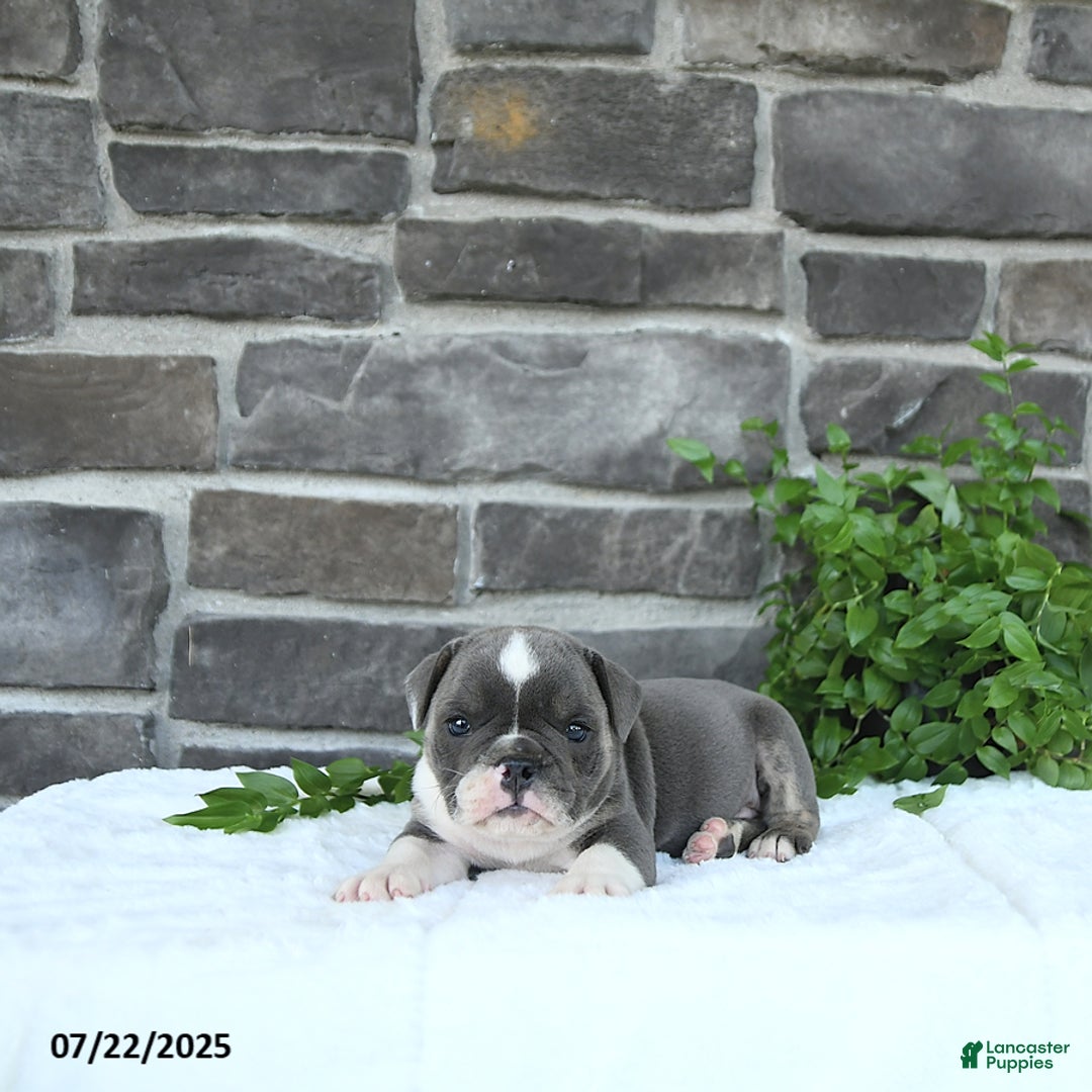 Olde English Bulldogge dogs for sale: Charles - Image 1