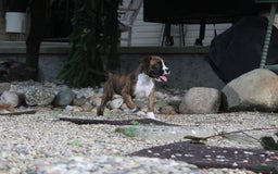 Boxer dogs for sale: Taylor - Image 4