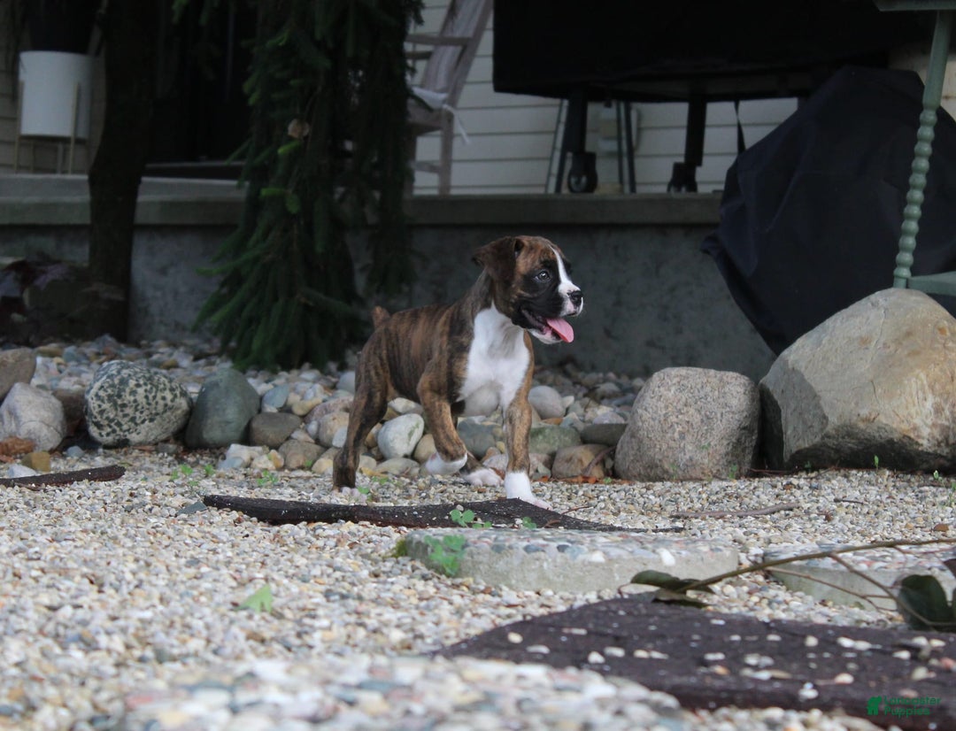 Boxer dogs for sale: Taylor - Image 4