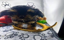 Chipoo dogs for sale: Milo - Image 4