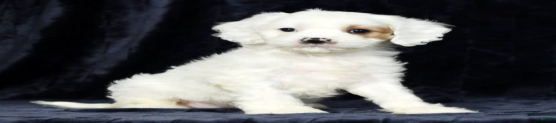 Talia