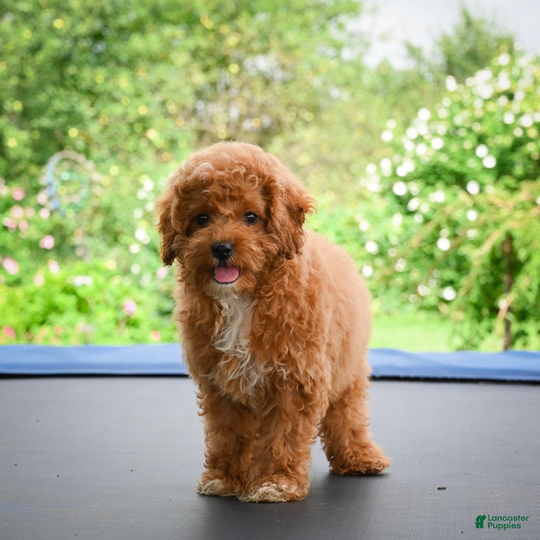 Cavapoo dogs for sale: Chucky - Image 3