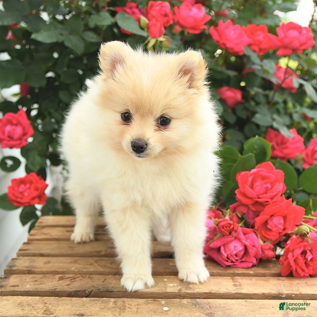 Pomeranian dogs for sale: Jess - Image 8